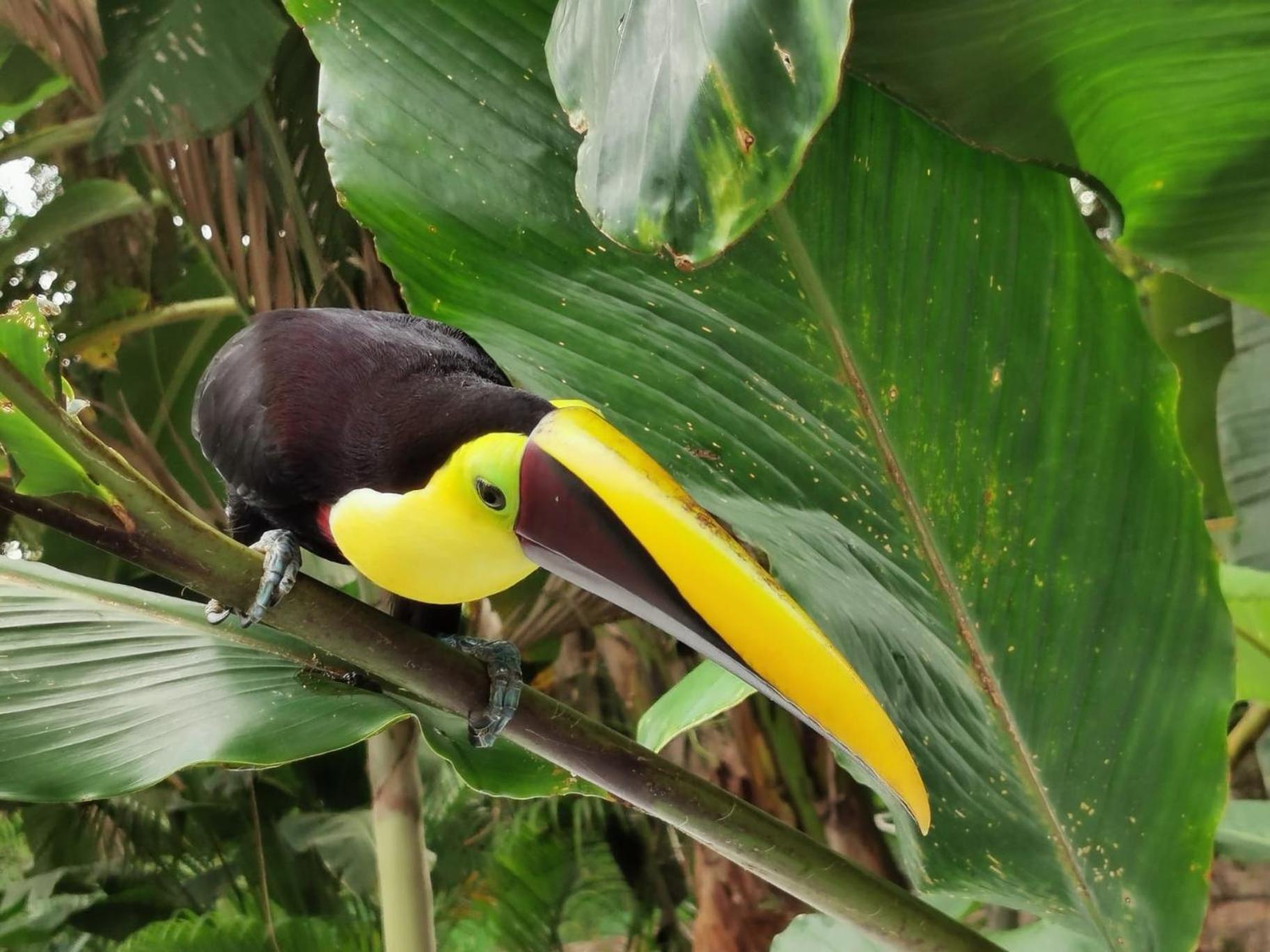 Villa Tucan La Fortuna Екстер'єр фото